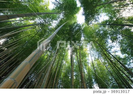 金明孟宗竹林 36913017