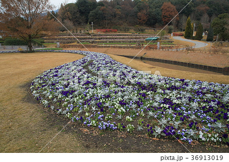 やまぐちフラワーランド　冬 36913019
