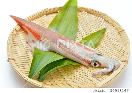 国産のヤリイカ（新鮮）です。 36913147