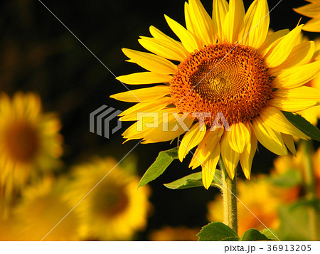 植物 工場 プランツ 36913205