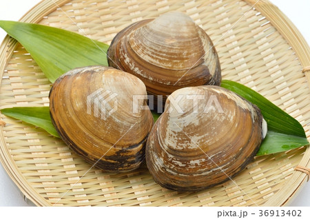 北寄貝 ほっき貝 ホッキ貝 ホッキガイ 国産 活貝で未加熱です の写真素材 北寄貝 ほっき貝 ホッキ貝 ホッキガイ 国産 活貝で未加熱です の写真素材