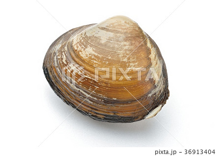 北寄貝、ほっき貝、ホッキ貝、ホッキガイ。国産。活貝で未加熱です。 36913404