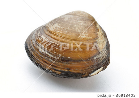 北寄貝、ほっき貝、ホッキ貝、ホッキガイ。国産。活貝で未加熱です。 36913405