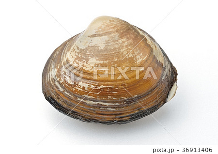 北寄貝、ほっき貝、ホッキ貝、ホッキガイ。国産。活貝で未加熱です。 36913406