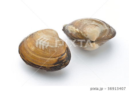 北寄貝、ほっき貝、ホッキ貝、ホッキガイ。国産。活貝で未加熱です。 36913407
