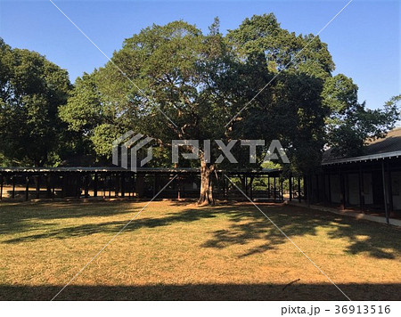 東海大学 大木 大樹 36913516