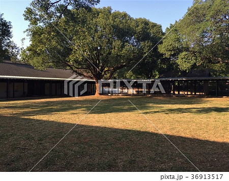 東海大学 大木 大樹 36913517