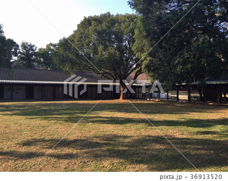 東海大学 大木 大樹 36913520