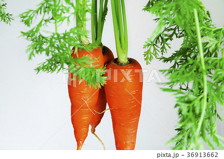 野菜 ベジタブル 青菜 36913662