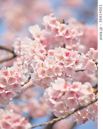 満開の桜 満開の桜 36914001
