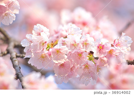 満開の桜 36914002