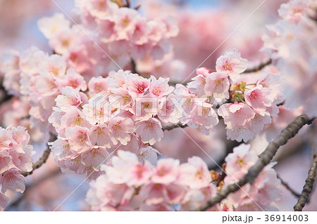 満開の桜 満開の桜 36914003