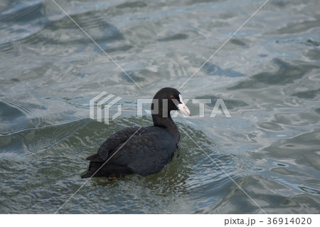 泳ぐオオバン 36914020