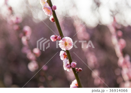 梅の花、 梅の花、 36914066