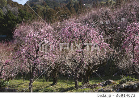 普光寺　枝垂梅、 36914072
