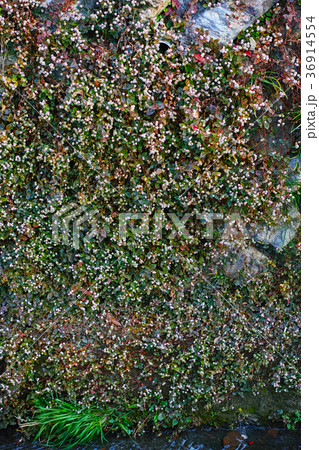 小川の護岸に咲くヒメツルソバの花　縦位置 36914554