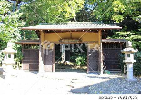 東京の山の手　上野毛の秋　世田谷区 36917055