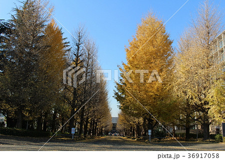 初冬のイチョウ並木　日吉　横浜市 36917058
