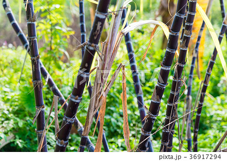 植物 工場 プランツ 36917294