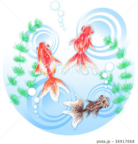金魚 金魚 36917668