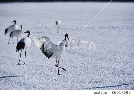 翼を広げて着陸する丹頂鶴（北海道・鶴居） 36917699