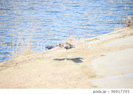 とんび とんび 36917705