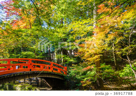 色づき始めの紅葉　京都北野天満宮鶯橋 36917788