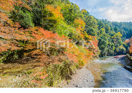 京都高尾山での紅葉 36917790