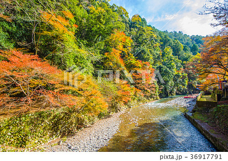 京都高尾山での紅葉 36917791