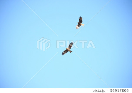 とんび とんび 36917806