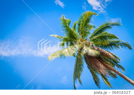 Coconut palm tree 36918327