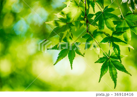 【神奈川県】自然イメージ 36918416