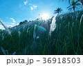 花 フラワー お花 36918503