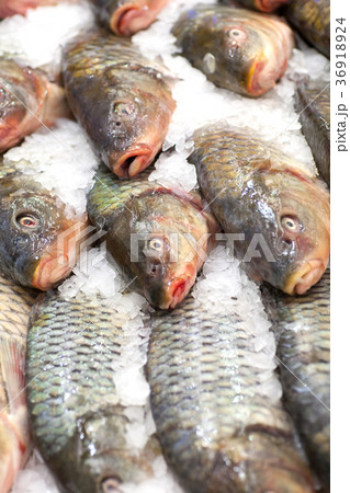 Frozen fish. Freshfish market. Gilt-head bream Frozen fish. Freshfish market. Gilt-head bream 36918924