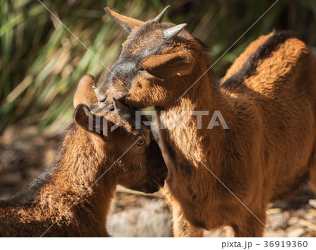 Two beautiful little brown goats 36919360