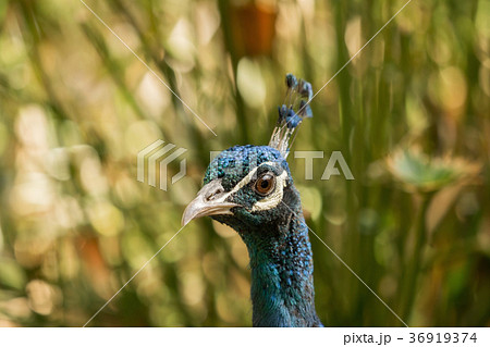 A beautiful peacock with a soft background A beautiful peacock with a soft background 36919374
