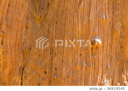 Close up on the bark of tree background and textur 36919540