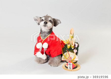 門松と犬 36919596