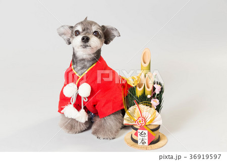 門松と犬 門松と犬 36919597