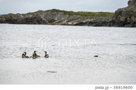 Goose family on the Atlantic Goose family on the Atlantic 36919600