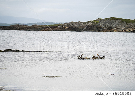 Goose family on the Atlantic Goose family on the Atlantic 36919602