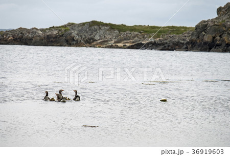 Goose family on the Atlantic 36919603