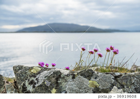 Wild coastal flowers growing on rocks on the 36919608