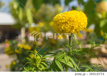 Lots of beautiful marigold flowers in the garden Lots of beautiful marigold flowers in the garden 36919754