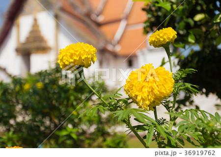Lots of beautiful marigold flowers in the garden 36919762