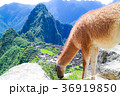 Llama at Machu Picchu - Peru 36919850