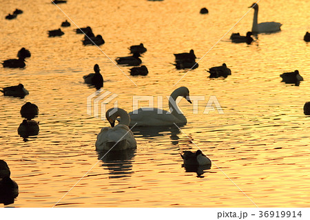 夕陽を浴びて飛び立つ白鳥 36919914