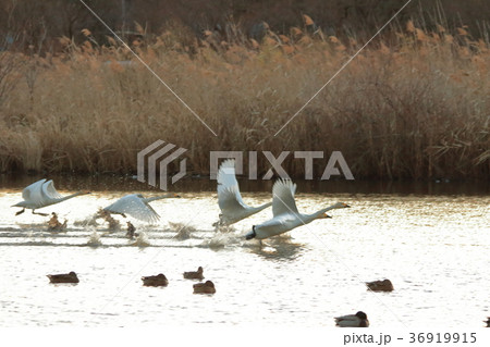 夕陽を浴びて飛び立つ白鳥 36919915
