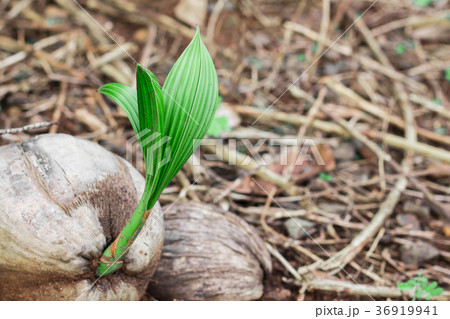 Coconut in coconut. 36919941