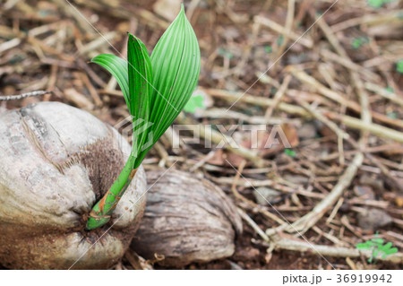 Coconut in coconut. Coconut in coconut. 36919942